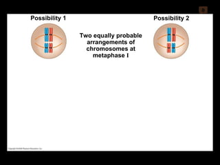 0 Two equally probable arrangements of chromosomes at metaphase  I Possibility 1 Possibility 2 