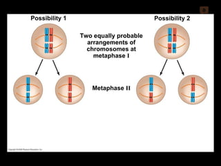 0 Two equally probable arrangements of chromosomes at metaphase  I Possibility 1 Possibility 2 Metaphase  II 
