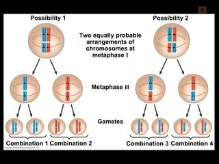 0 Two equally probable arrangements of chromosomes at metaphase  I Possibility 1 Possibility 2 Metaphase  II Combination 1 Gametes Combination 2 Combination 3 Combination 4 