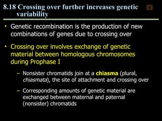 Genetic recombination is the production of new combinations of genes due to crossing over Crossing over involves exchange of genetic material between homologous chromosomes during Prophase I Nonsister chromatids join at a  chiasma  (plural,  chiasmata ), the site of attachment and crossing over Corresponding amounts of genetic material are exchanged between maternal and paternal (nonsister) chromatids 8.18 Crossing over further increases genetic  variability 0 Copyright © 2009 Pearson Education, Inc. 