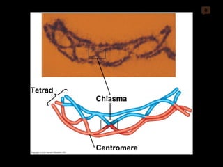 0 Centromere Chiasma Tetrad 