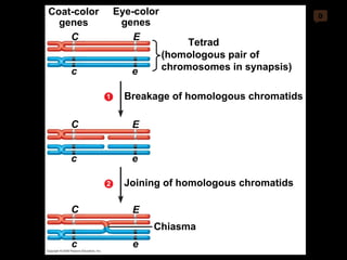 0 Breakage of homologous chromatids Coat-color genes Eye-color genes C (homologous pair of chromosomes in synapsis) E c e Tetrad C E c e Joining of homologous chromatids 2 C E c e Chiasma 1 