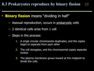 Binary fission   means “dividing in half” Asexual reproduction, occurs in  prokaryotic  cells 2 identical cells arise from 1 cell Steps in the process: A single circular chromosome duplicates, and the copies begin to separate from each other The cell elongates, and the chromosomal copies separate further The plasma membrane grows inward at the midpoint to divide the cells 8.3 Prokaryotes reproduce by binary fission 0 Copyright © 2009 Pearson Education, Inc. 
