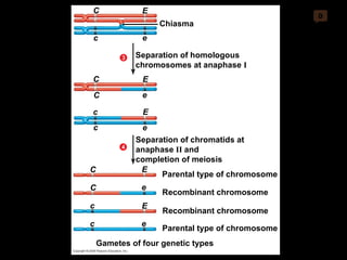 0 Separation of homologous  chromosomes at anaphase  I C E c e Chiasma Separation of chromatids at  anaphase  II  and completion of meiosis C E c e c E C e c e c E C E C e Parental type of chromosome Gametes of four genetic types Recombinant chromosome Parental type of chromosome Recombinant chromosome 4 3 