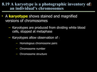 A  karyotype  shows stained and magnified versions of chromosomes Karyotypes are produced from dividing white blood cells, stopped at metaphase Karyotypes allow observation of  : Homologous chromosome pairs  Chromosome number Chromosome structure 8.19 A karyotype is a photographic inventory of  an individual’s chromosomes 0 Copyright © 2009 Pearson Education, Inc. 