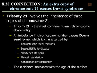 Trisomy 21  involves the inheritance of three copies of chromosome 21 Trisomy 21 is the most common human chromosome abnormality An imbalance in chromosome number causes  Down   syndrome , which is characterized by  Characteristic facial features Susceptibility to disease Shortened life span Mental retardation Variation in characteristics The incidence increases with the age of the mother 8.20 CONNECTION:  An extra copy of chromosome 21 causes Down syndrome 0 Copyright © 2009 Pearson Education, Inc. 