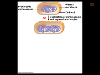 0 Prokaryotic chromosome Duplication of chromosome and separation of copies Cell wall Plasma membrane 1 