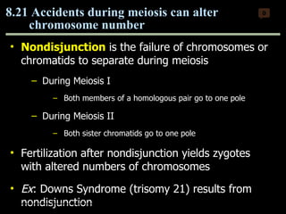Nondisjunction  is the failure of chromosomes or chromatids to separate during meiosis During Meiosis I  Both members of a homologous pair go to one pole During Meiosis II Both sister chromatids go to one pole Fertilization after nondisjunction yields zygotes with altered numbers of chromosomes Ex : Downs Syndrome (trisomy 21) results from nondisjunction 8.21 Accidents during meiosis can alter  chromosome number 0 Copyright © 2009 Pearson Education, Inc. 