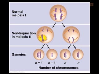 0 Nondisjunction in meiosis  II Normal meiosis  I Gametes Number of chromosomes n  + 1 n  – 1 n n 