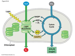Photosynthesis Flow Chart Chapter 8
