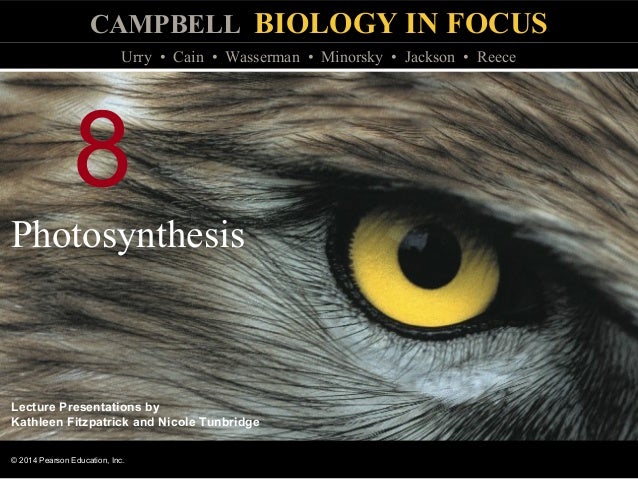 Biology In Focus Chapter 8
