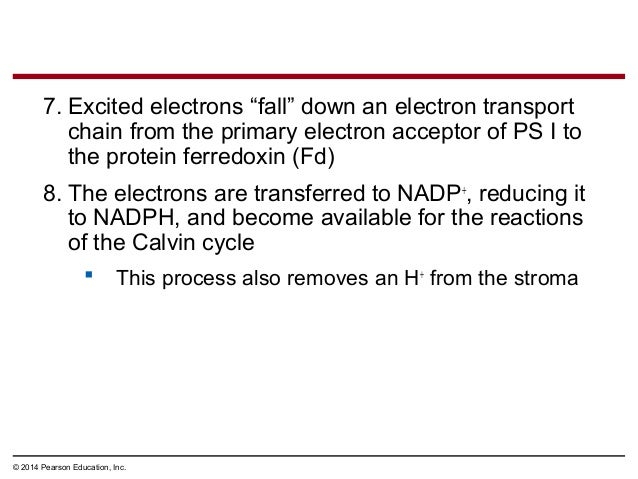 Campbell Biology 9th Edition Chapter 7 Summary To Kill
