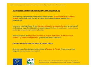 Lucha contra las especies invasoras en las cuencas de los ríosTajo y Guadiana en la Península Ibérica




    ACCIONES DE DETECCIÓN TEMPRANA Y ERRADICACIÓN (D)


     Inventario y cartografiado de las especies invasoras Acacia dealbata y Ailanthus
    altisima en la cuenca del río Tajo y elaboración de medidas de prevención y
    erradicación .


    Inventario y cartografiado de las plantas exóticas invasoras de ribera en la cuenca del
    río Guadiana y su afección sobre la biodiversidad. (fichas descriptivas y protocolos de
    acción para especies presentes y futuras)


    Identificación de las especies exóticas que ocupan los hábitats de Chamaerops
    humilis L. y Sagitaria sagittifolia L. y las causas de su extinción.


    Creación y Coordinación del grupo de trabajo Ibérico.


    Ensayos para el control y erradicación de la Tortuga de Florida (Trachemys scripta
    elegans). (prototipos y eliminación)




                                                     Dirección General de Medio Ambiente. Consejería de Agricultura,
                                                     Desarrollo Rural, Medio Ambiente y Energía. Junta de Extremadura.
 