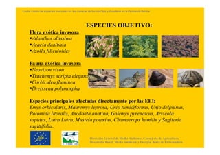 Lucha contra las especies invasoras en las cuencas de los ríosTajo y Guadiana en la Península Ibérica




                                                  ESPECIES OBJETIVO:
     Flora exótica invasora
      Ailanthus altissima
      Acacia dealbata
      Azolla filiculoides

     Fauna exótica invasora
      Neovison vison
      Trachemys scripta elegans
      Corbiculea fluminea
      Dreissena polymorpha

     Especies principales afectadas directamente por las EEI:
     Emys orbicularis, Mauremys leprosa, Unio tumidiformis, Unio delphinus,
     Potomida litoralis, Anodonta anatina, Galemys pyrenaicus, Arvicola
     sapidus, Lutra Lutra, Mustela poturius, Chamaerops humilis y Sagitaria
     sagittifolia.

                                                     Dirección General de Medio Ambiente. Consejería de Agricultura,
                                                     Desarrollo Rural, Medio Ambiente y Energía. Junta de Extremadura.
 