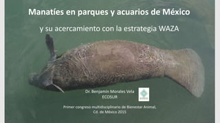 Manatíes en parques y acuarios de México
y su acercamiento con la estrategia WAZA
Dr. Benjamín Morales Vela
ECOSUR
Primer congreso multidisciplinario de Bienestar Animal,
Cd. de México 2015
 