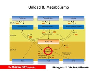 Unidad 8. Metabolismo 