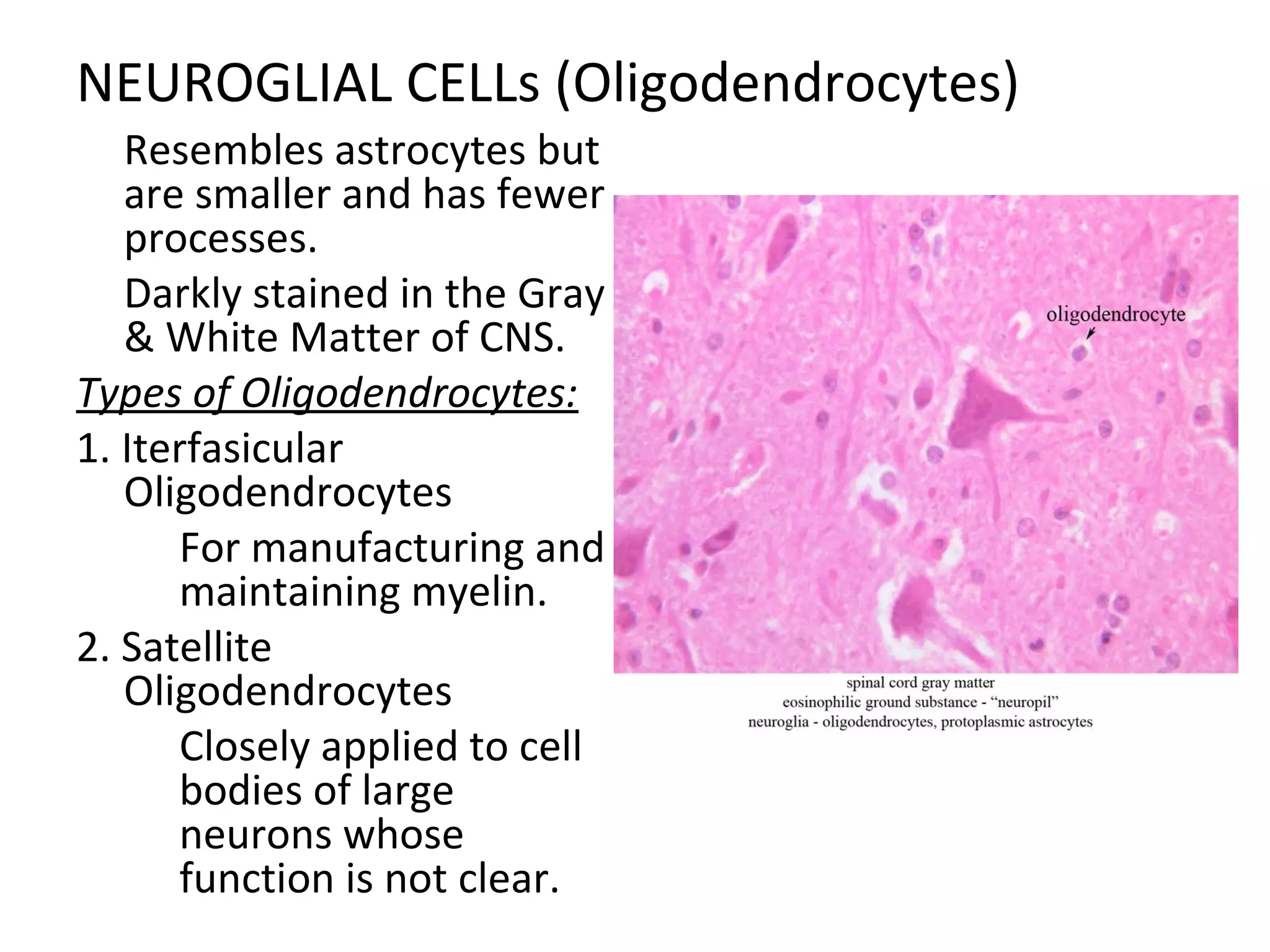 NEUROGLIAL CELLs (Oligodendrocytes)

Resembles astrocytes but
are smaller and has fewer
processes.

Darkly stained in the Gray
& White Matter of CNS.
Types of Oligodendrocytes:
1. Iterfasicular
Oligodendrocytes

For manufacturing and
maintaining myelin.
2. Satellite
Oligodendrocytes

Closely applied to cell
bodies of large
neurons whose
function is not clear.
 