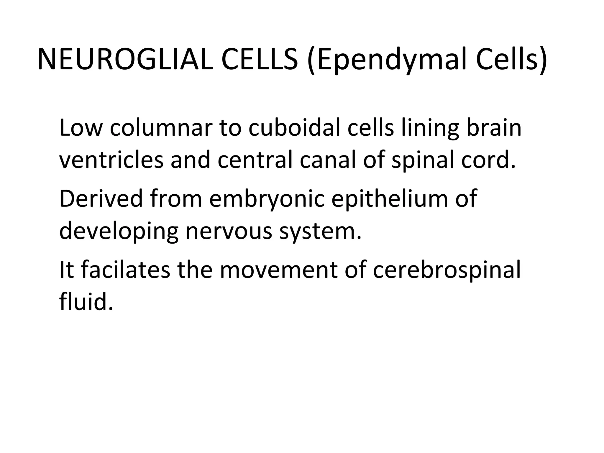 NEUROGLIAL CELLS (Ependymal Cells)

Low columnar to cuboidal cells lining brain
ventricles and central canal of spinal cord.

Derived from embryonic epithelium of
developing nervous system.

It facilates the movement of cerebrospinal
fluid.
 