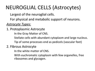 NEUROGLIAL CELLS (Astrocytes)

Largest of the neuroglial cells.

For physical and metabolic support of neurons.
Astrocyte Types:
1. Protoplasmic Astrocyte

In the Gray Matter of CNS.

Stellate cells with abundant cytoplasm and large nucleus.

Tip of some processes end as pedicels (vascular feet)
2. Fibrous Astrocyte

In the white matter of CNS.

With euchromatic cytoplasm with few organelles, free
ribosomes and glycogen.
 