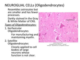 NEUROGLIAL CELLs (Oligodendrocytes)

Resembles astrocytes but
are smaller and has fewer
processes.

Darkly stained in the Gray
& White Matter of CNS.
Types of Oligodendrocytes:
1. Iterfasicular
Oligodendrocytes

For manufacturing and
maintaining myelin.
2. Satellite
Oligodendrocytes

Closely applied to cell
bodies of large
neurons whose
function is not clear.
 