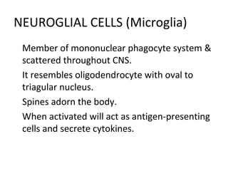 NEUROGLIAL CELLS (Microglia)

Member of mononuclear phagocyte system &
scattered throughout CNS.

It resembles oligodendrocyte with oval to
triagular nucleus.

Spines adorn the body.

When activated will act as antigen-presenting
cells and secrete cytokines.
 
