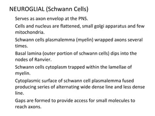 NEUROGLIAL (Schwann Cells)

Serves as axon envelop at the PNS.

Cells and nucleus are flattened, small golgi apparatus and few
mitochondria.

Schwann cells plasmalemma (myelin) wrapped axons several
times.

Basal lamina (outer portion of schwann cells) dips into the
nodes of Ranvier.

Schwann cells cytoplasm trapped within the lamellae of
myelin.

Cytoplasmic surface of schwann cell plasmalemma fused
producing series of alternating wide dense line and less dense
line.

Gaps are formed to provide access for small molecules to
reach axons.
 