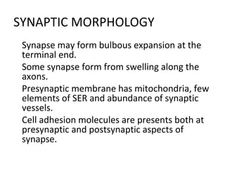 SYNAPTIC MORPHOLOGY

Synapse may form bulbous expansion at the
terminal end.

Some synapse form from swelling along the
axons.

Presynaptic membrane has mitochondria, few
elements of SER and abundance of synaptic
vessels.

Cell adhesion molecules are presents both at
presynaptic and postsynaptic aspects of
synapse.
 