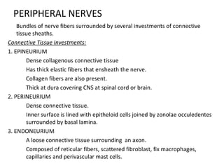 PERIPHERAL NERVES

Bundles of nerve fibers surrounded by several investments of connective
tissue sheaths.
Connective Tissue Investments:
1. EPINEURIUM

Dense collagenous connective tissue

Has thick elastic fibers that ensheath the nerve.

Collagen fibers are also present.

Thick at dura covering CNS at spinal cord or brain.
2. PERINEURIUM

Dense connective tissue.

Inner surface is lined with epitheloid cells joined by zonolae occuledentes
surrounded by basal lamina.
3. ENDONEURIUM

A loose connective tissue surrounding an axon.

Composed of reticular fibers, scattered fibroblast, fix macrophages,
capillaries and perivascular mast cells.
 