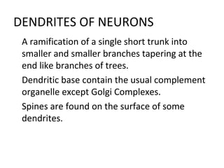 DENDRITES OF NEURONS

A ramification of a single short trunk into
smaller and smaller branches tapering at the
end like branches of trees.

Dendritic base contain the usual complement
organelle except Golgi Complexes.

Spines are found on the surface of some
dendrites.
 