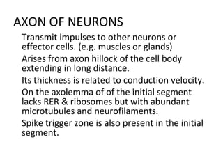 AXON OF NEURONS

Transmit impulses to other neurons or
effector cells. (e.g. muscles or glands)

Arises from axon hillock of the cell body
extending in long distance.

Its thickness is related to conduction velocity.

On the axolemma of of the initial segment
lacks RER & ribosomes but with abundant
microtubules and neurofilaments.

Spike trigger zone is also present in the initial
segment.
 