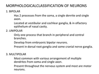 MORPHOLOGICALCLASSIFICATION OF NEURONS
1. BIPOLAR

Has 2 processes from the soma, a single denrite and single
axon.
 Located at vestibular and cochlear ganglia, & in olfactory
epithelium of nasal cavity.
2. UNIPOLAR

Only one process that branch in peripheral and central
branches.
 Develop from embryonic bipolar neurons.

Present in dorsal root ganglia and some cranial nerve ganglia.
3. MULTIPOLAR

Most common with various arrangement of multiple
dendrites from soma and single axon.

Present throughout the nervous system and most are motor
neurons.
 