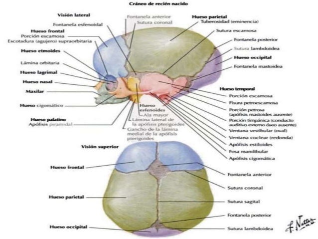 08 neurocraneo y viscerocraneo