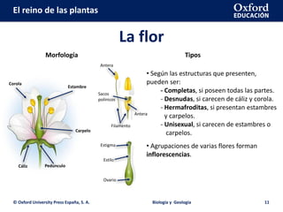 El reino de las plantas
La flor
© Oxford University Press España, S. A. Biología y Geología 11
Morfología Tipos
• Según las estructuras que presenten,
pueden ser:
- Completas, si poseen todas las partes.
- Desnudas, si carecen de cáliz y corola.
- Hermafroditas, si presentan estambres
y carpelos.
- Unisexual, si carecen de estambres o
carpelos.
• Agrupaciones de varias flores forman
inflorescencias.
Cáliz
Corola
Carpelo
Estambre
Pedúnculo
Antera
Antera
Sacos
polínicos
Filamento
Estigma
Estilo
Ovario
 