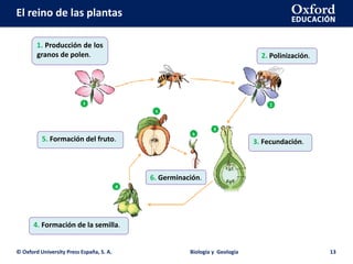 El reino de las plantas
© Oxford University Press España, S. A. Biología y Geología 13
1. Producción de los
granos de polen. 2. Polinización.
3. Fecundación.
4. Formación de la semilla.
5. Formación del fruto.
6. Germinación.
 