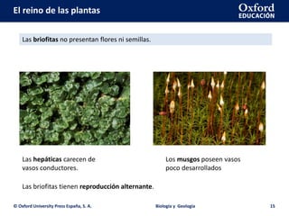 El reino de las plantas
© Oxford University Press España, S. A. Biología y Geología 15
Las briofitas no presentan flores ni semillas.
Las hepáticas carecen de
vasos conductores.
Los musgos poseen vasos
poco desarrollados
Las briofitas tienen reproducción alternante.
 