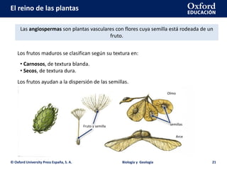 El reino de las plantas
© Oxford University Press España, S. A. Biología y Geología 21
Las angiospermas son plantas vasculares con flores cuya semilla está rodeada de un
fruto.
Los frutos maduros se clasifican según su textura en:
• Carnosos, de textura blanda.
• Secos, de textura dura.
Los frutos ayudan a la dispersión de las semillas.
Fruto y semilla semillas
Arce
Olmo
 