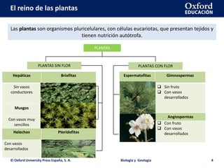 El reino de las plantas
© Oxford University Press España, S. A. Biología y Geología 4
Las plantas son organismos pluricelulares, con células eucariotas, que presentan tejidos y
tienen nutrición autótrofa.
PLANTAS
PLANTAS SIN FLOR PLANTAS CON FLOR
Hepáticas Briofitas
Sin vasos
conductores
Musgos
Con vasos muy
sencillos
Helechos Pteridofitas
Con vasos
desarrollados
Espermatofitas Gimnospermas
 Sin fruto
 Con vasos
desarrollados
 Con fruto
 Con vasos
desarrollados
Angiospermas
 