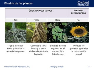 El reino de las plantas
© Oxford University Press España, S. A. Biología y Geología 6
ÓRGANO
REPRODUCTOR
Raíz Tallo Hoja Flor
ÓRGANOS VEGETATIVOS
Fija la planta al
suelo y absorbe la
materia inorgánica.
Conduce la savia
bruta y la savia
elaborada por toda
la planta.
Sintetiza materia
orgánica en el
proceso de la
fotosíntesis.
Produce los
gametos y permite
la reproducción
sexual.
 