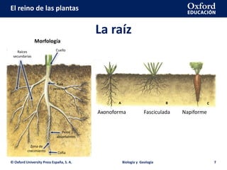 El reino de las plantas
La raíz
© Oxford University Press España, S. A. Biología y Geología 7
Axonoforma Fasciculada Napiforme
Raíces
secundarias
Cuello
Raíz
principal
Zona de
crecimiento Cofia
Pelos
absorbentes
A B C
Morfología
 