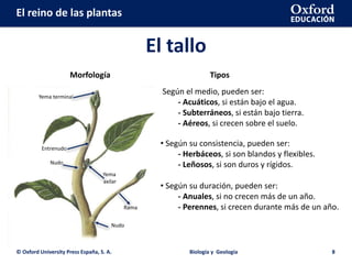 El reino de las plantas
El tallo
© Oxford University Press España, S. A. Biología y Geología 8
Morfología
Yema terminal
Entrenudo
Nudo
Nudo
Rama
Yema
axilar
Tipos
Según el medio, pueden ser:
- Acuáticos, si están bajo el agua.
- Subterráneos, si están bajo tierra.
- Aéreos, si crecen sobre el suelo.
• Según su consistencia, pueden ser:
- Herbáceos, si son blandos y flexibles.
- Leñosos, si son duros y rígidos.
• Según su duración, pueden ser:
- Anuales, si no crecen más de un año.
- Perennes, si crecen durante más de un año.
 
