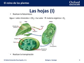 El reino de las plantas
Las hojas (I)
© Oxford University Press España, S. A. Biología y Geología 9
• Realizan la fotosíntesis
Agua + sales minerales + CO2 + luz solar  materia orgánica + O2
• Realizan la transpiración
 