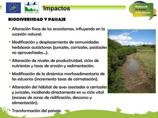 Impactos BIODIVERSIDAD Y PAISAJE Alteración física de los ecosistemas, influyendo en la sucesión natural. Modificación y desplazamiento de comunidades herbáceas autóctonas (juncales, carrizales, pastizales no aprovechados…). Alteración de niveles de productividad, ciclos de nutrientes y tasas de erosión y sedimentación. Modificación de la dinámica morfosedimentaria de los estuarios (incremento tasas de colmatación). Alteración del hábitat de aves asociadas a carrizales y juncales, incidiendo directamente en su ciclo vital (escasez de zonas de nidificación, descanso y alimentación). Transformación del paisaje. 