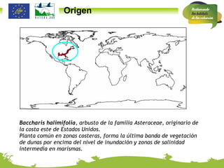 Baccharis halimifolia , arbusto de la familia Asteraceae, originario de la costa este de Estados Unidos. Planta común en zonas costeras, forma la última banda de vegetación de dunas por encima del nivel de inundación y zonas de salinidad intermedia en marismas.  Origen 