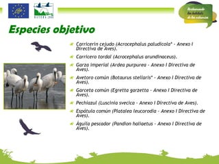 Especies objetivo Carricerín cejudo (Acrocephalus paludicola* - Anexo I Directiva de Aves).  Carricero tordal (Acrocephalus arundinaceus).  Garza imperial (Ardea purpurea - Anexo I Directiva de Aves). Avetoro común (Botaurus stellaris* - Anexo I Directiva de Aves).  Garceta común (Egretta garzetta - Anexo I Directiva de Aves).  Pechiazul (Luscinia svecica - Anexo I Directiva de Aves).  Espátula común (Platalea leucorodia - Anexo I Directiva de Aves).  Águila pescador (Pandion haliaetus - Anexo I Directiva de Aves). 