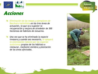 Acciones Eliminación de las masas y ejemplares de  Baccharis halimifolia  en las tres áreas de actuación, lo que va a suponer la recuperación y mejora de alrededor de 300 hectáreas de hábitats de estuarios. Una vez que se ha eliminado la especie invasora y cuando sea necesario,  se apoyará la colonización natural por las especies autóctonas  propias de los hábitats a restaurar, mediante siembra y plantación de las áreas afectadas. 
