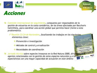 Acciones Comisión internacional de seguimiento , compuesto por responsables de la gestión de estuarios en la costa cantábrica, de las áreas afectadas por  Baccharis halimifolia , para coordinar una acción global que permita hacer frente a esta problemática.  1ª Reunión 23-24 de Noviembre , focalizando los trabajos en los siguientes elementos clave: Prevención e investigación Métodos de control y erradicación Necesidades de coordinación Jornada técnica  sobre especies invasoras en la Red Natura 2000, dirigida a agentes relacionados con la gestión de estos espacios naturales y a técnicos y especialistas con una mayor capacidad de actuación en este ámbito  JORNADA TÉCNICA Especies invasoras en la Red Natura 2000 