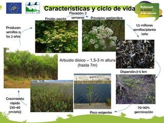 Finales agosto Principios septiembre Floración: 2 semanas 1,5 millones semillas/planta/año 70-90% germinación Poco exigentes Crecimiento rápido  (30-40 cm/año) Producen semillas a los 2 años Arbusto dioico – 1,5-3 m altura (hasta 7m) Características y ciclo de vida Dispersión:3-5 km 