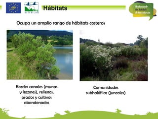Hábitats Ocupa un amplio rango de hábitats costeros Bordes canales (munas y lezones), rellenos, prados y cultivos abandonados Comunidades subhalófilas (juncales) 