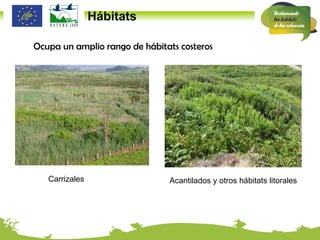 Hábitats Ocupa un amplio rango de hábitats costeros Carrizales Acantilados y otros hábitats litorales 