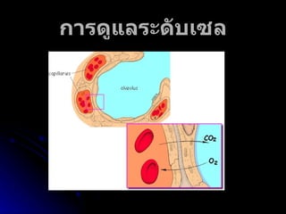 การดูแลระดับเซล 